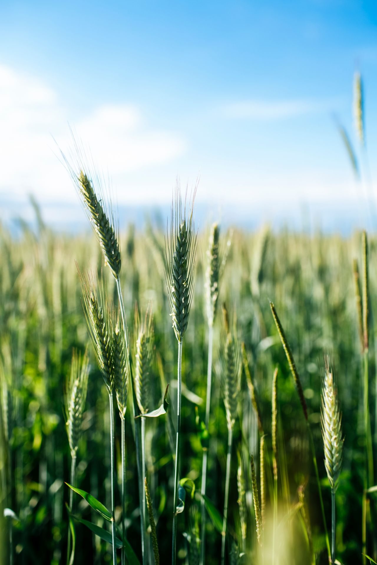 Agribusiness Leadership & Mentorship